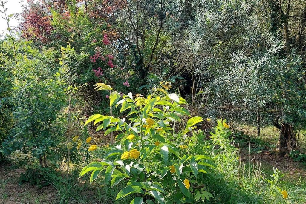 Maison De Famille Avec Parc Arbore Montauban Ngoại thất bức ảnh