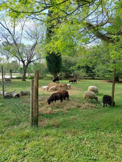 Maison De Famille Avec Parc Arbore Montauban Ngoại thất bức ảnh